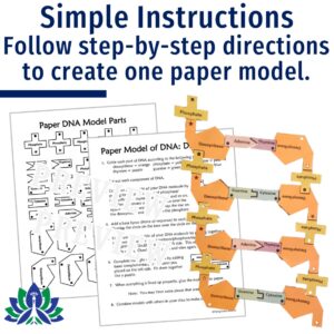 Paper DNA Model Project - Flying Colors Science