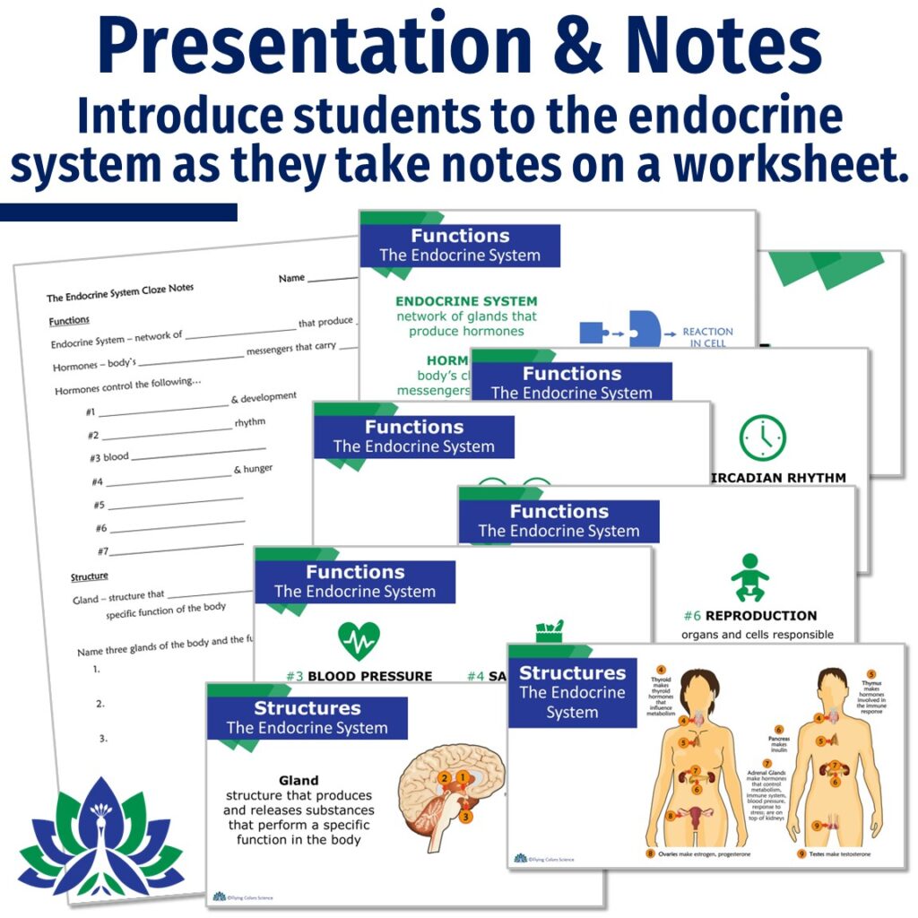 Endocrine System Notes and Quiz Flying Colors Science