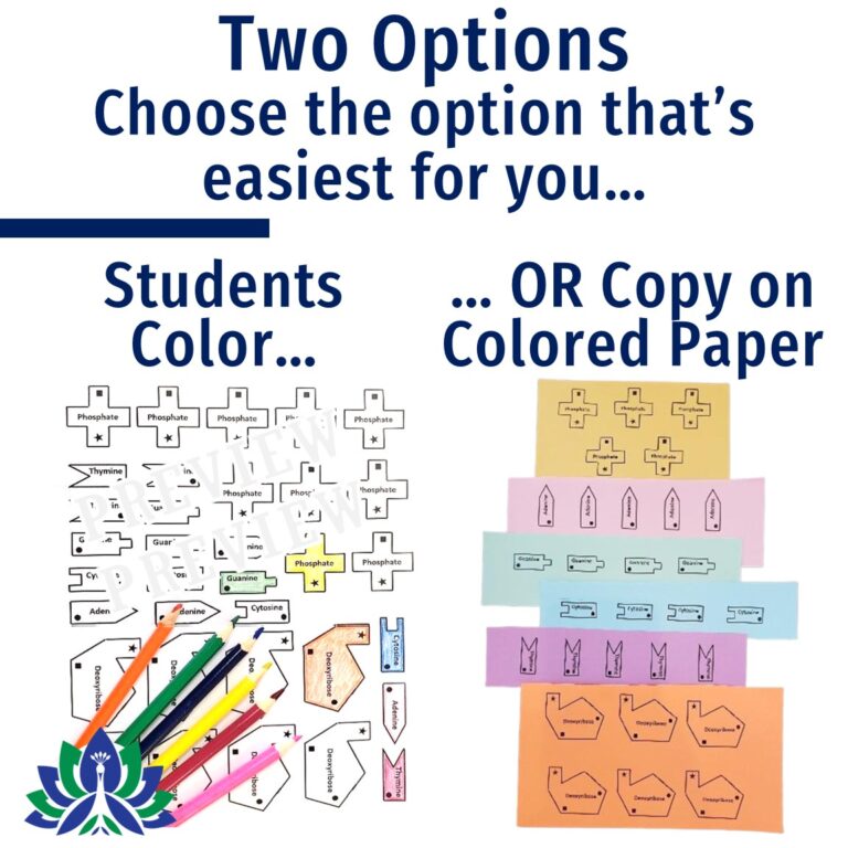 Paper DNA Model Project - Flying Colors Science