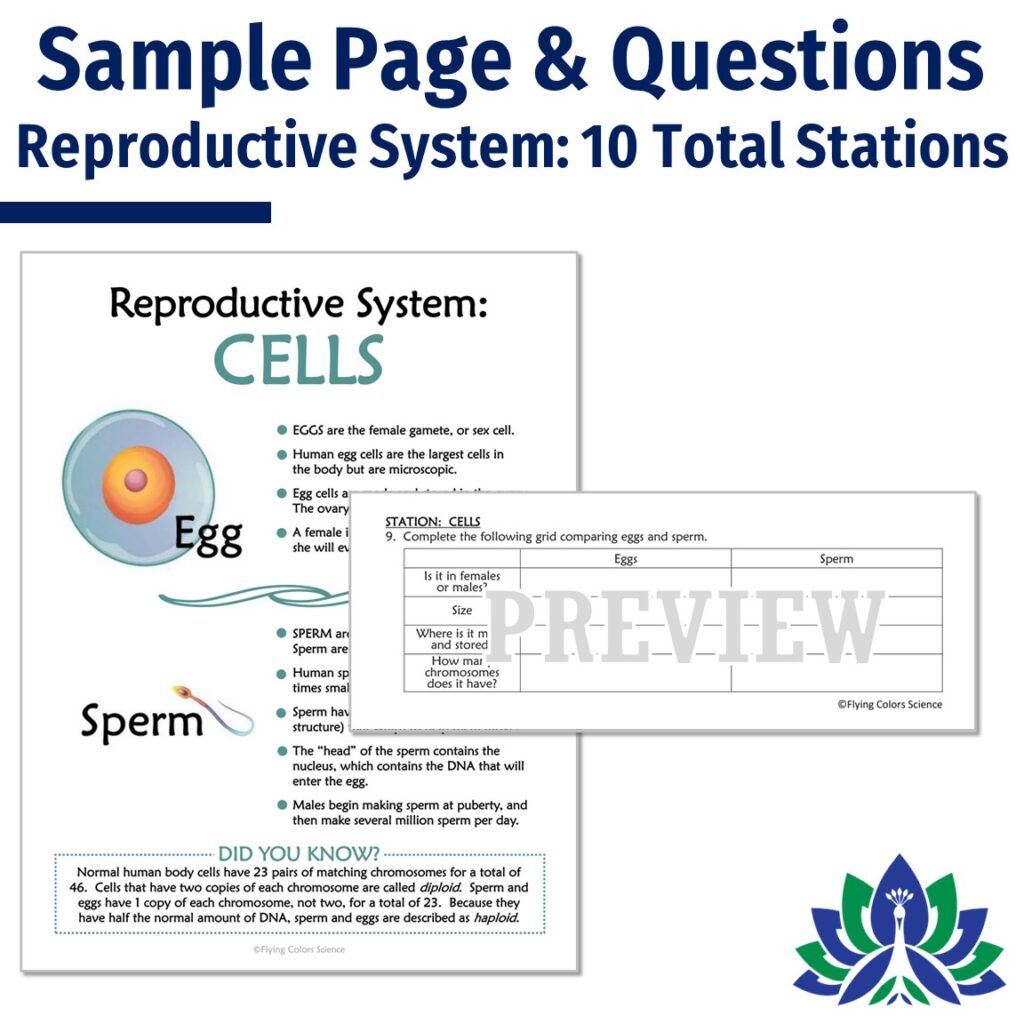 Human Reproductive System Stations Activity - Flying Colors Science