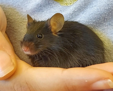 pets in a science classroom