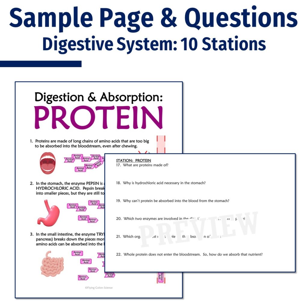 Human Body Organ Systems Stations Activities (Set of 10) - Flying ...