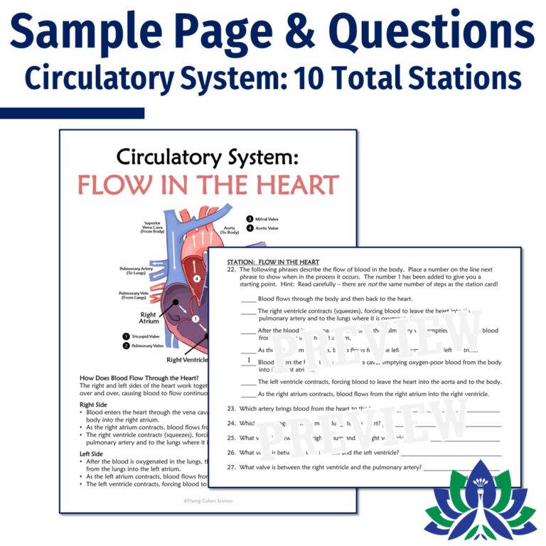 Human Body Organ Systems Stations Activities (Set of 10) - Flying ...