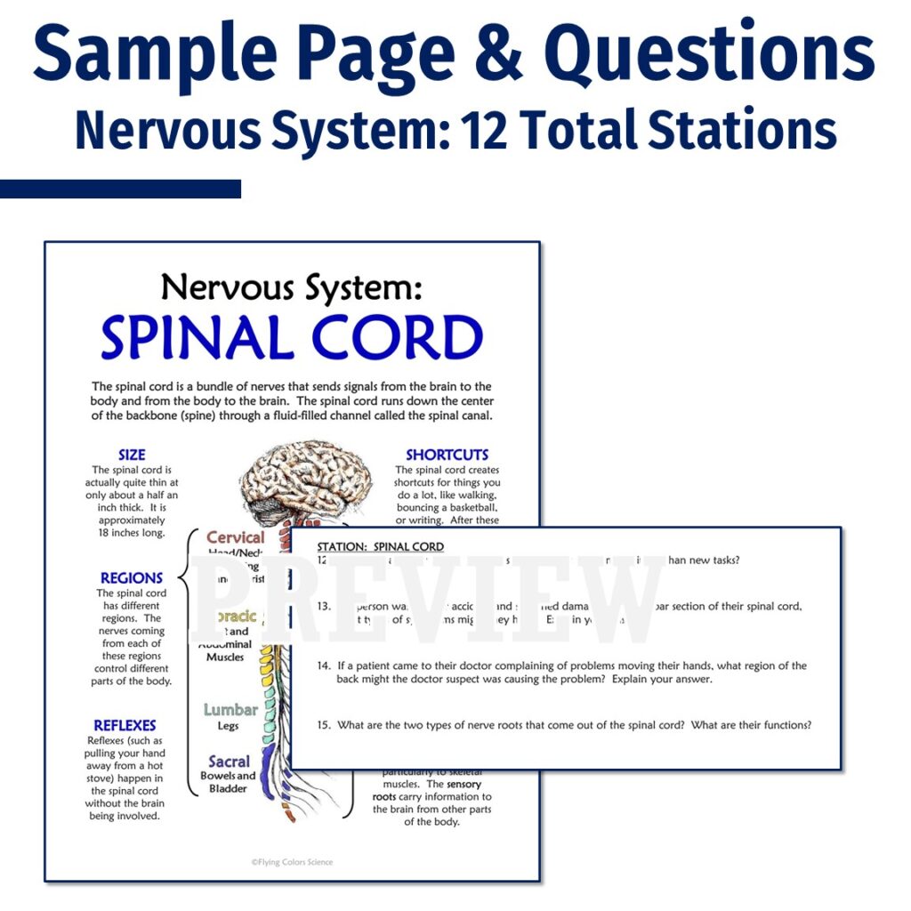 Human Body Organ Systems Stations Activities (Set of 10) - Flying ...