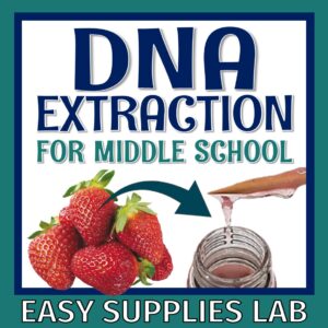 strawberry DNA lab