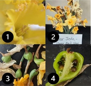 growing seeds in ovaries in flowers for dissection