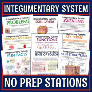 integumentary system stations