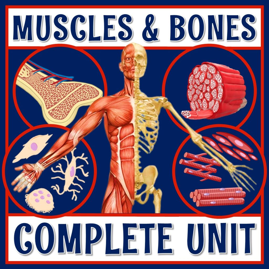 Musculoskeletal System Unit - Flying Colors Science