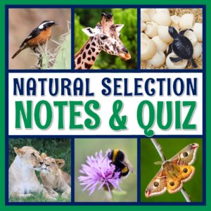 Natural Selection Notes