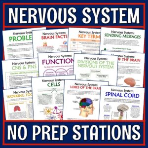 Nervous System Stations