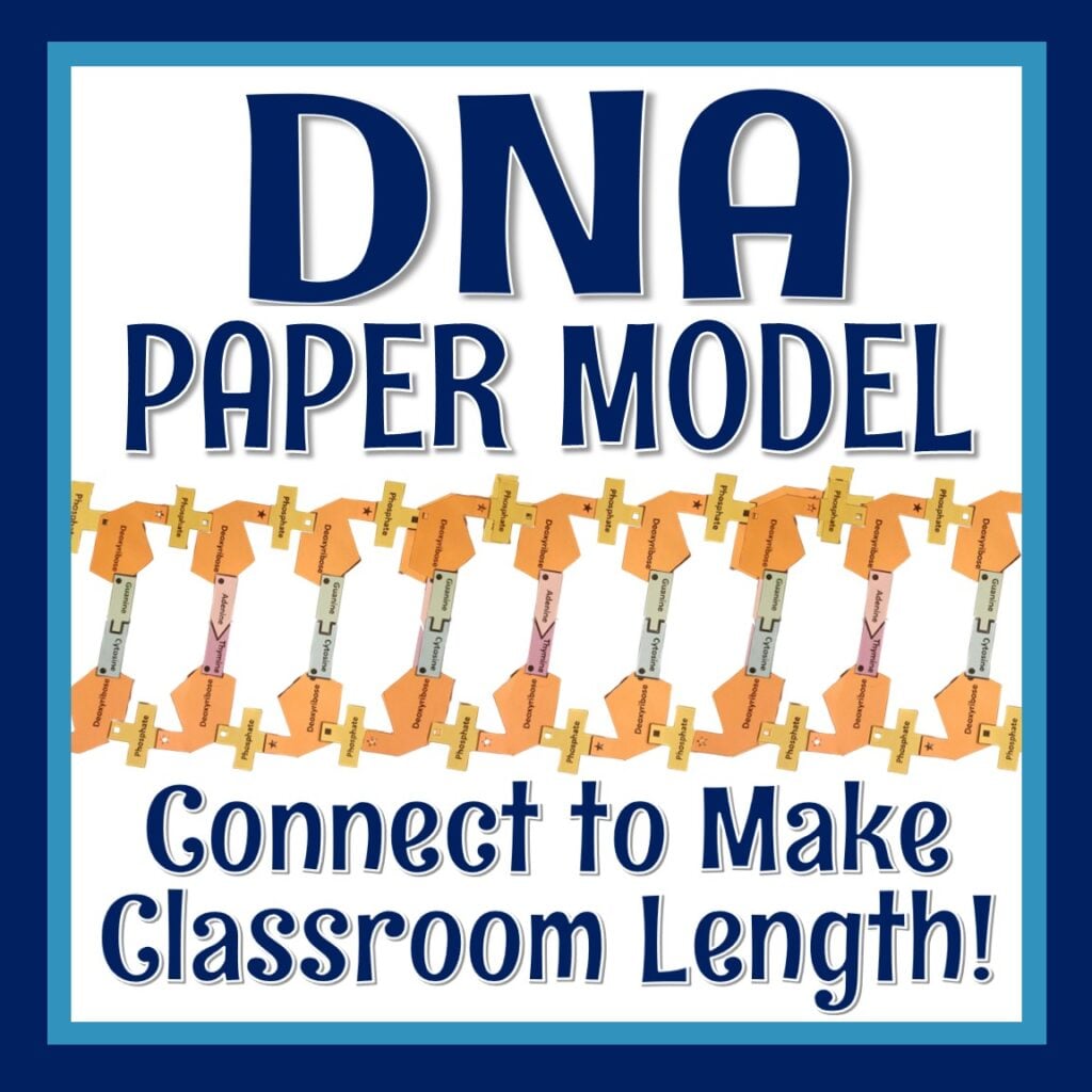 Paper DNA Model Project - Flying Colors Science