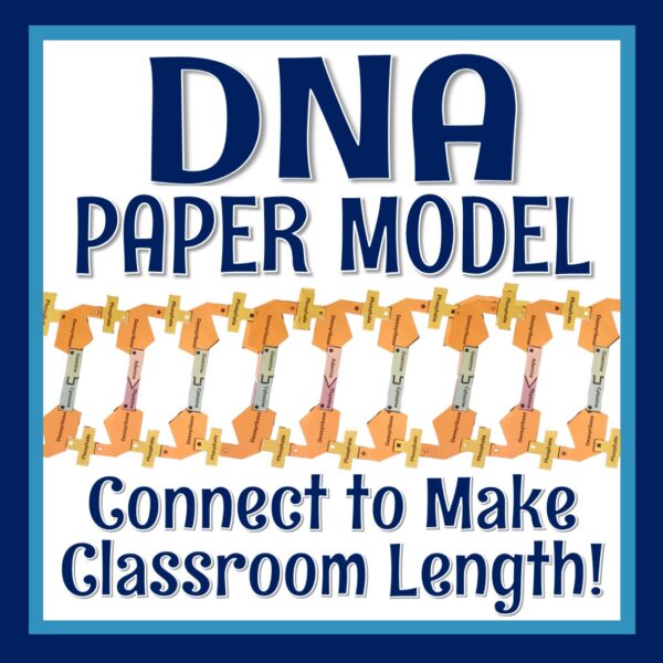 paper DNA model
