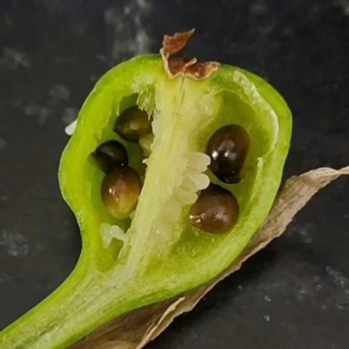 flower dissection for middle school