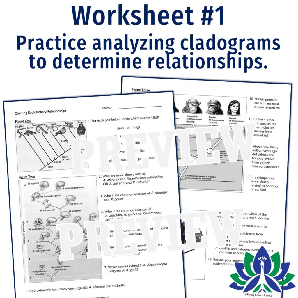 Cladogram Worksheet (Set of 2) - Flying Colors Science