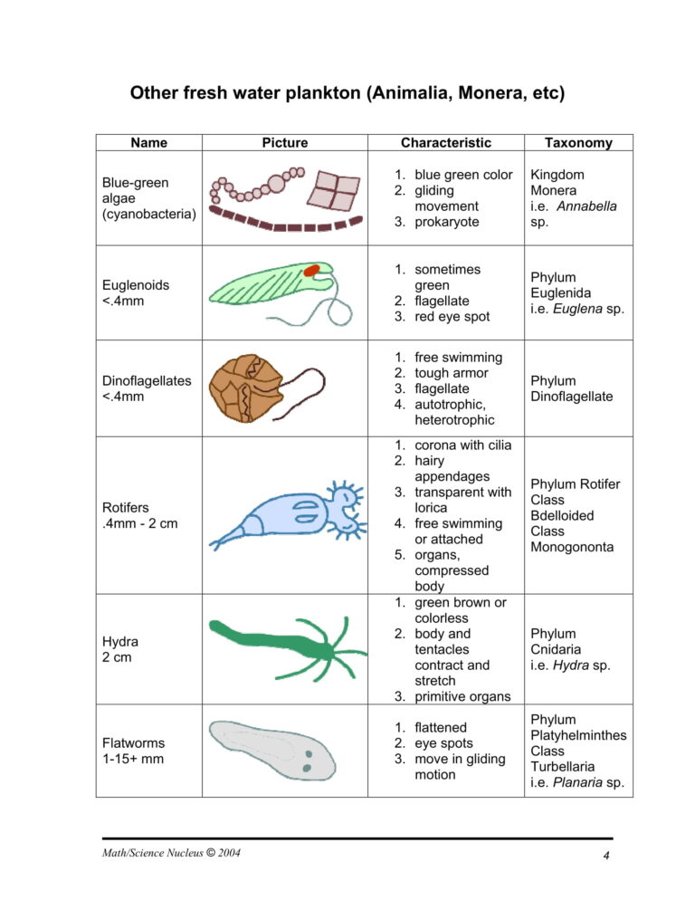 Pond Water Activity - Flying Colors Science