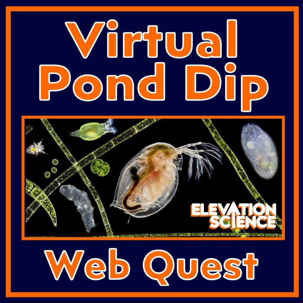 pond water activity webquest