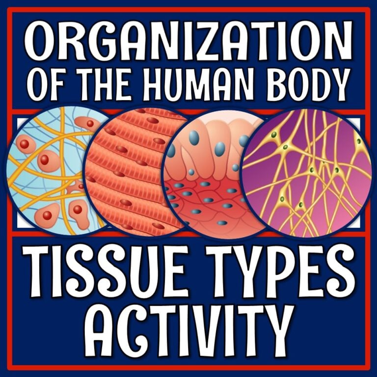 Organization of the Human Body: Tissue Types Activity - Flying Colors ...