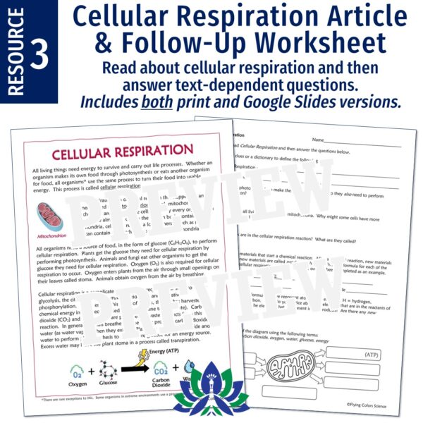 Cell Energy Unit: Photosynthesis and Cellular Respiration Activities - Image 5