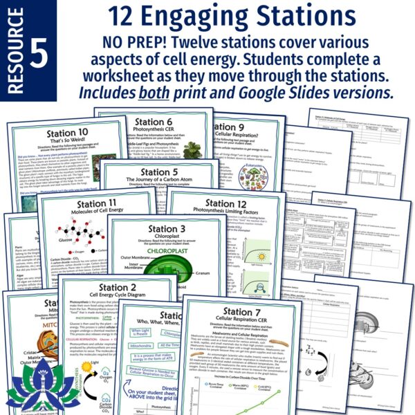 Cell Energy Unit: Photosynthesis and Cellular Respiration Activities - Image 7