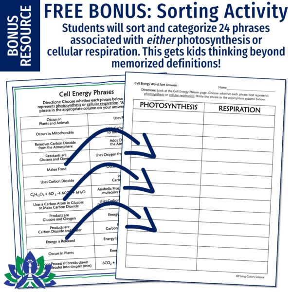 Cell Energy Unit: Photosynthesis and Cellular Respiration Activities - Image 12