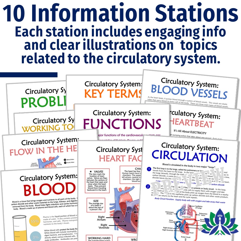 circulatory system activity