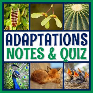 Adaptations Notes