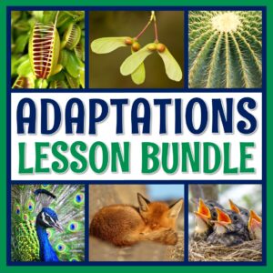 Adaptations Lessons
