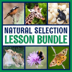 natural selection activities