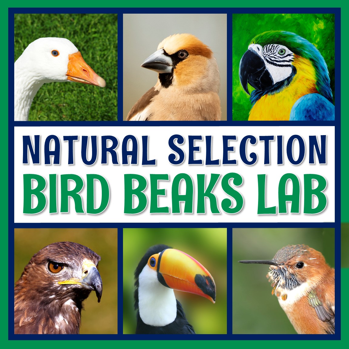 Natural Selection Lab - Flying Colors Science