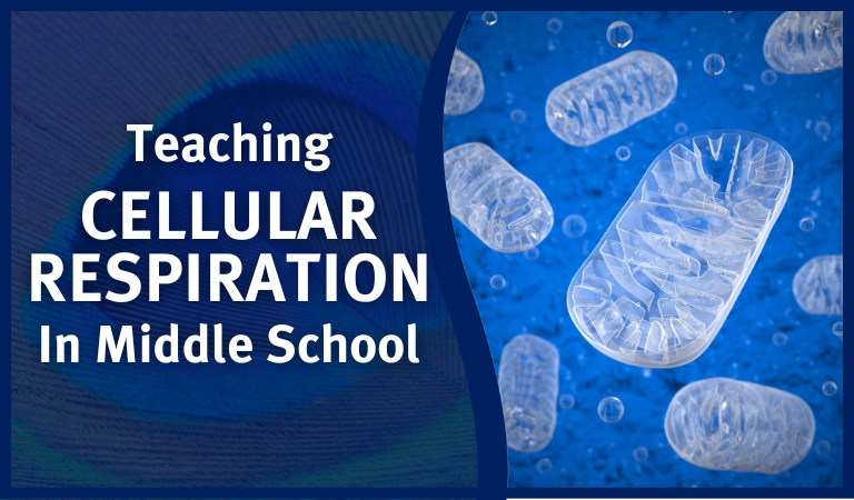 cellular respiration activities for middle school