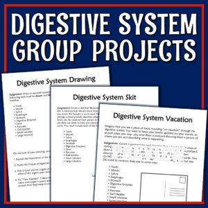 digestive system project