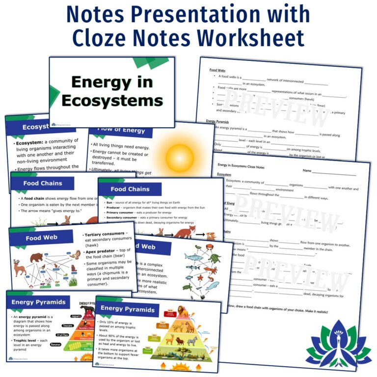 Energy Flow in Ecosystems Activity Bundle - Flying Colors Science