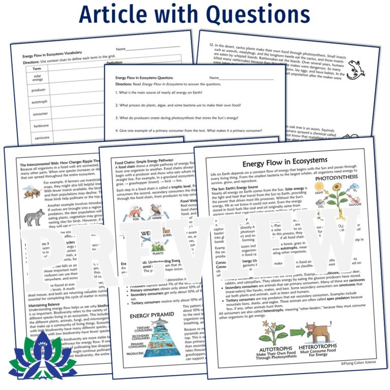 Energy Flow in Ecosystems Activity Bundle - Flying Colors Science